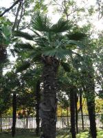 Trachycarpus de Wagner