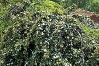 Cotoneaster procumbens