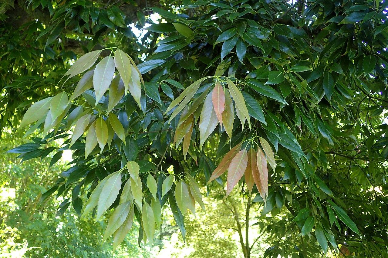 Chêne à feuilles de myrsine