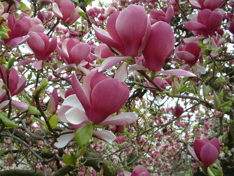 Magnoliacées