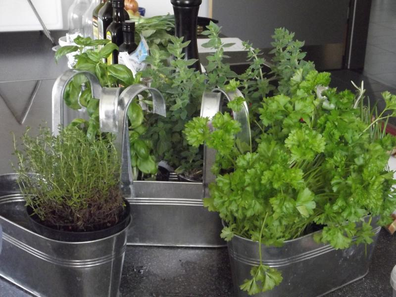 Cultiver des plantes aromatiques en intérieur