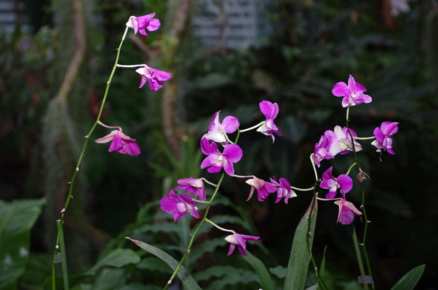 Dendrobium phalaenopsis