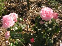 Rosier 'Carole Bouquet'