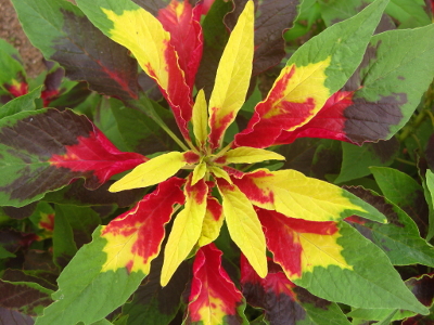 amaranthe-tricolore-2