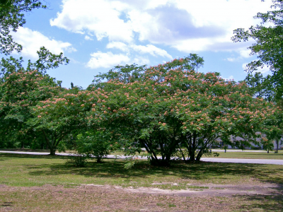 arbre-a-soie-1