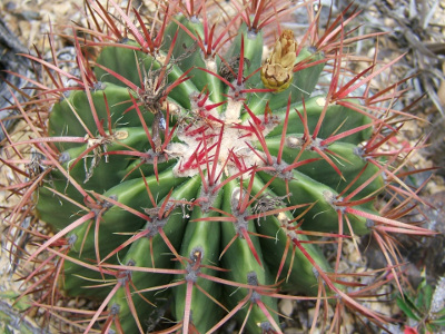 cactus-feroce-2