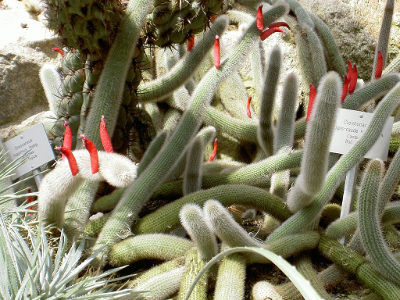 cactus-queue-de-rat-1