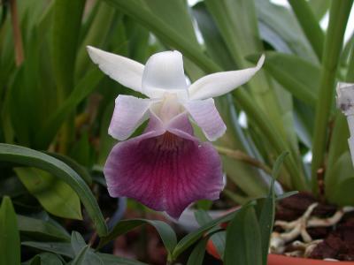 cochleanthes-discolor-2
