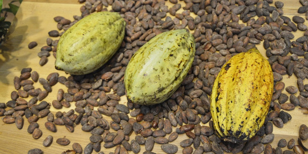 coque-de-feve-de-cacao