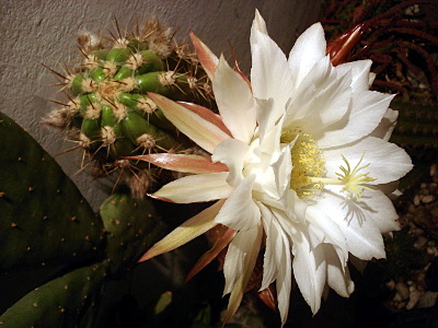 echinopsis-candicans-2