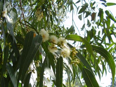 eucalyptus-globuleux-2