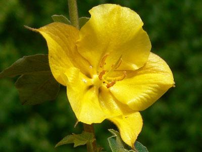 fremontodendron-california-glory-2