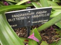 Amaryllis papillon