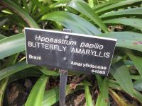 Amaryllis papillon