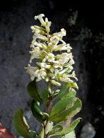 Escallonia hybride