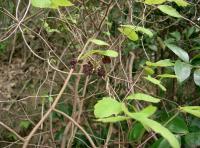 Akébia à trois feuilles