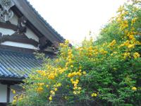 Corête du Japon 'Pleniflora'