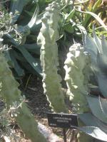 Cactus totem