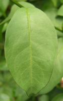 Brunfelsia pauciflore