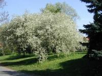 Cerisier de Sainte-Lucie