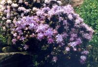 Rhododendron emmêlé