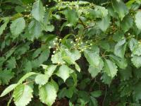 Sorbier à feuilles d'aulne
