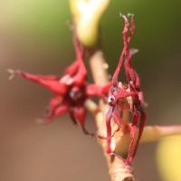 Disanthus à feuilles de cercis