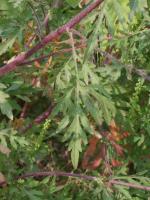 Ambroisie à feuilles d'armoise