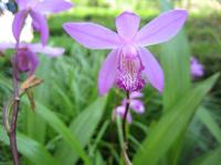 Orchidée jacinthe