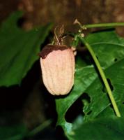Hibiscadelphus