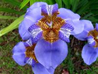 Iris géant du Brésil