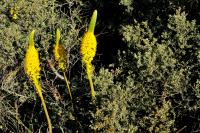 Bulbinelle latifolia