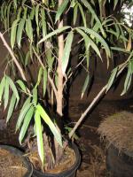 Ficus maclellandii