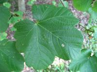 Érable à feuilles d'obier