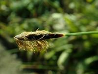 Laîche à feuilles de plantain