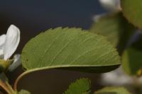 Amélanchier à feuilles d'aulne
