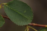 Amélanchier à feuilles d'aulne