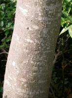 Chêne à feuilles de myrsine