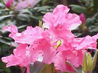 Rhododendron de William