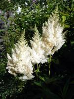 Astilbe d'Arends