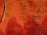 Polypore rouge cinabre