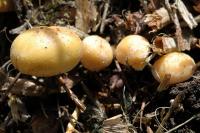 Agrocybe précoce