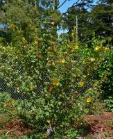 Frémontodendron de Californie
