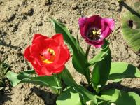 Tulipe de Gesner