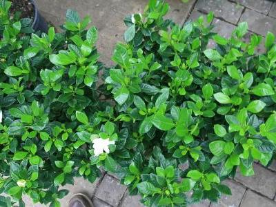 gardenia-rustique-1