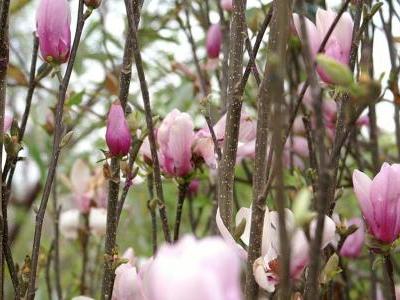 magnolia-a-fleur-de-lis-2