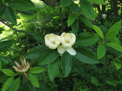 magnolia-de-virginie-2
