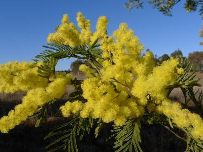 mimosa-d-hiver-2