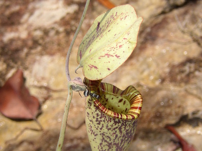 nepenthes-rafflesiana-2