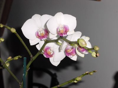 orchidee-papillon-1